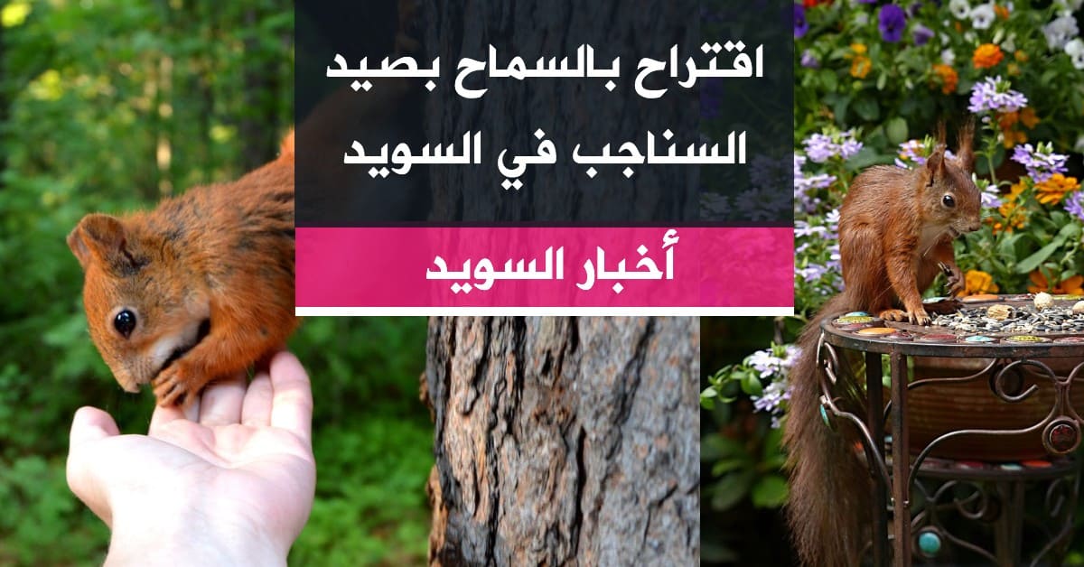 اقتراح بالسماح بصيد السناجب في السويد