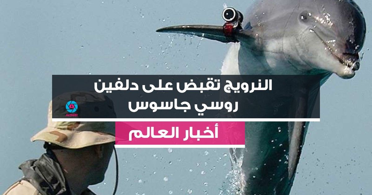 النرويج تقبض على دلفين روسي جاسوس