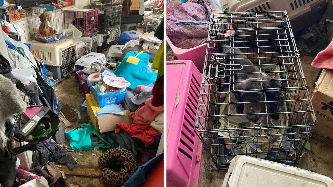 بسبب ظروف معيشية قاسية إعدام 56 كلباً بعد اكتشاف مروع في لينشوبينغ