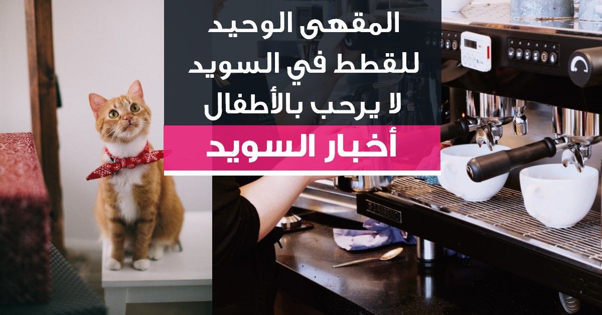 المقهى الوحيد للقطط في السويد لا يرحب بالأطفال