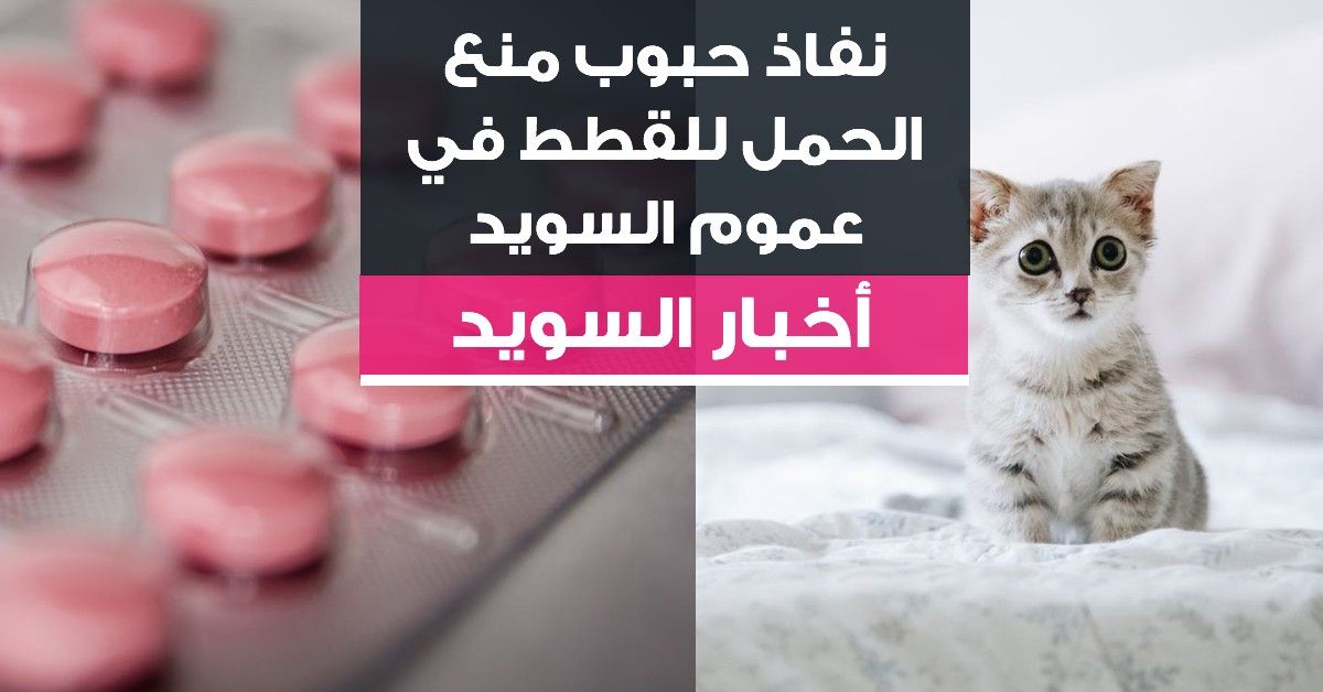نفاذ حبوب منع الحمل للقطط في عموم السويد