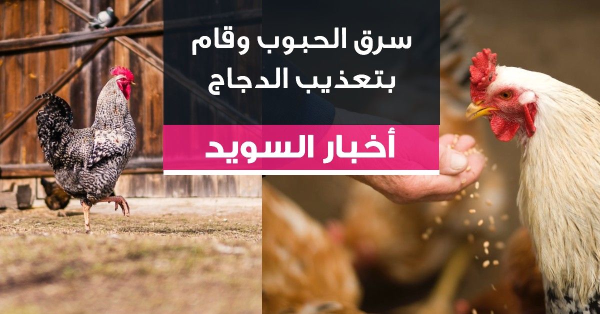 سرق الحبوب وقام بتعذيب الدجاج