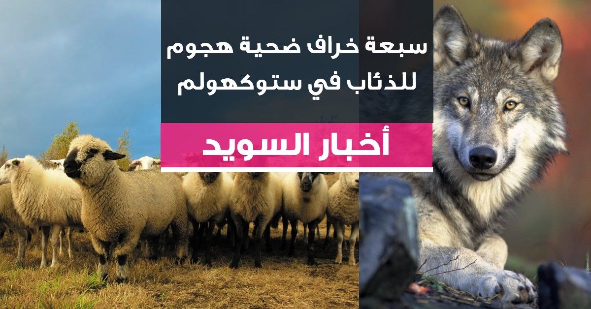 سبعة خراف ضحية هجوم للذئاب في ستوكهولم