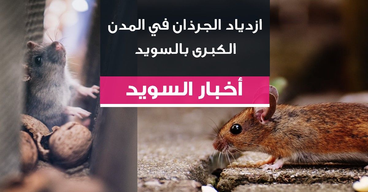 ازدياد هائل للجرذان في المدن الكبرى بالسويد